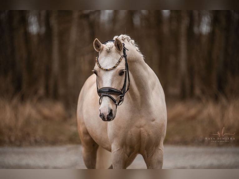 Galés-C Caballo castrado 7 años 148 cm Palomino in Wehringen