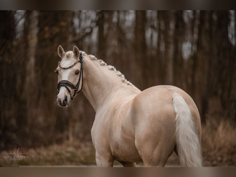 Galés-C Caballo castrado 7 años 148 cm Palomino in Wehringen