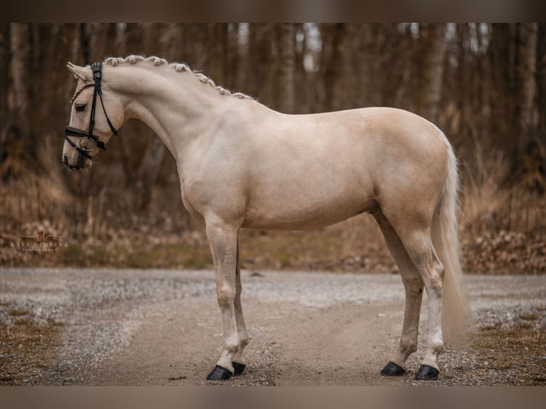 Galés-C Caballo castrado 7 años 148 cm Palomino in Wehringen