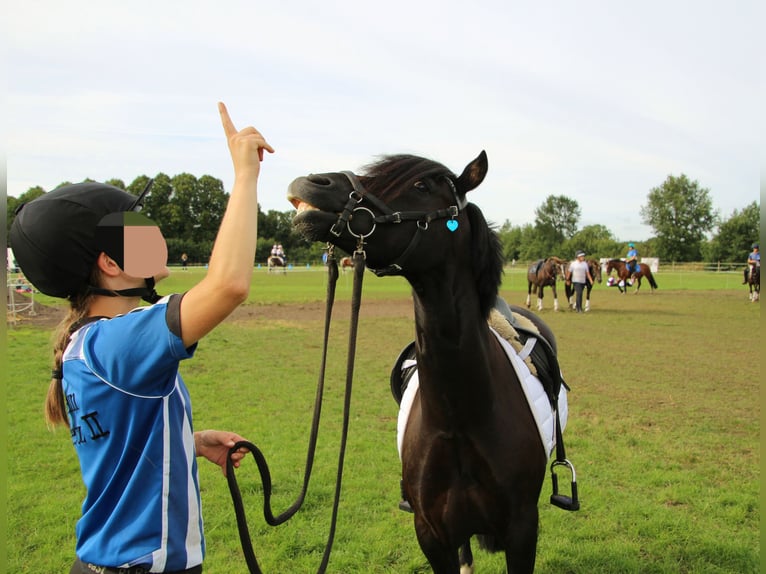 Galés-C Caballo castrado 8 años 131 cm Negro in Bothel