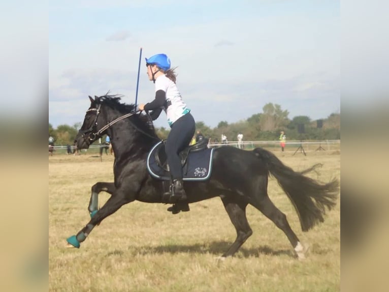 Galés-C Caballo castrado 8 años 131 cm Negro in Bothel