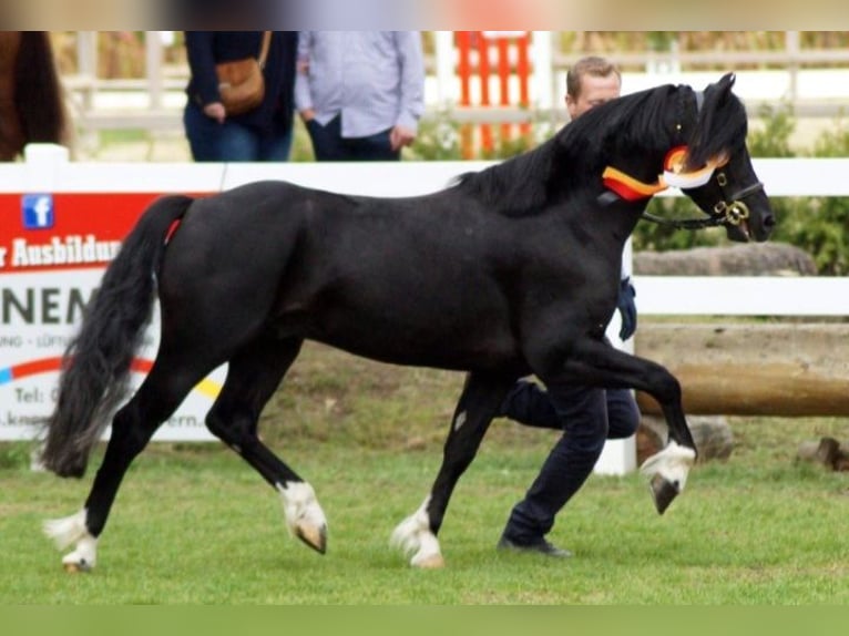 Galés-C Caballo castrado 8 años 131 cm Negro in Bothel