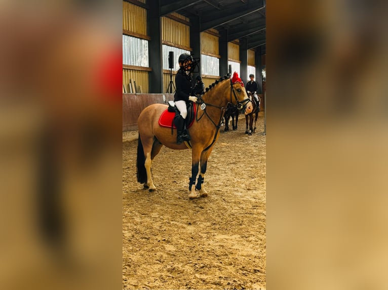 Galés-C Caballo castrado 8 años 136 cm Bayo in Waldfeucht