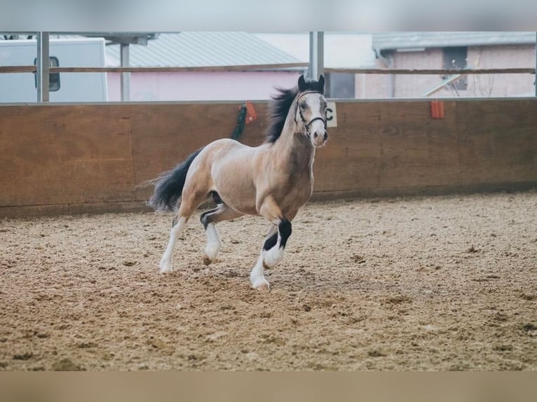 Galés-C Caballo castrado 8 años 136 cm Bayo in Waldfeucht