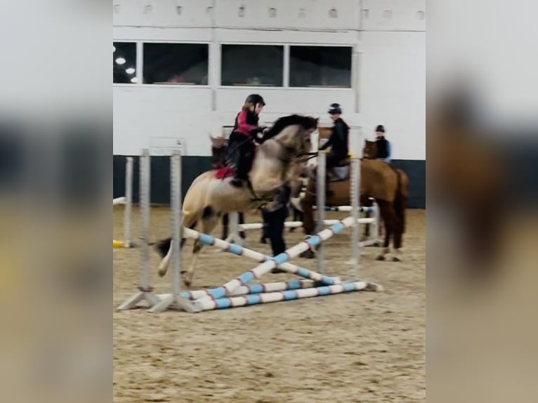 Galés-C Caballo castrado 8 años 136 cm Bayo in Waldfeucht