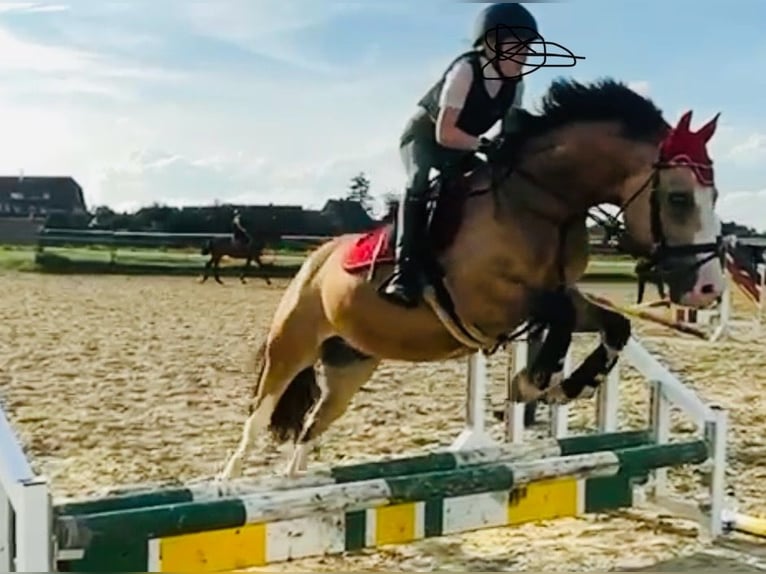 Galés-C Caballo castrado 8 años 136 cm Bayo in Waldfeucht