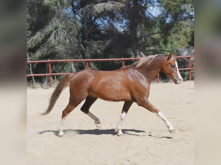 Galés-C Caballo castrado 8 años 138 cm Alazán rojizo in Vilaplana