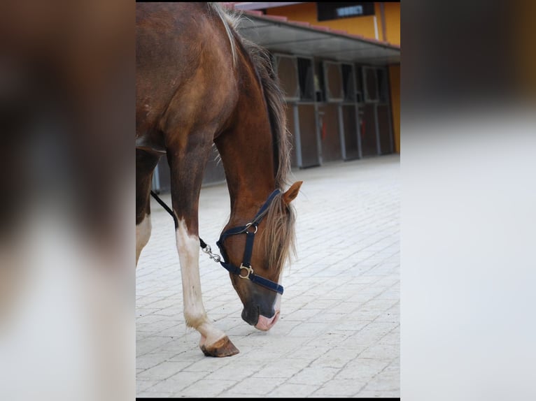 Galés-C Caballo castrado 8 años 138 cm Alazán rojizo in Vilaplana