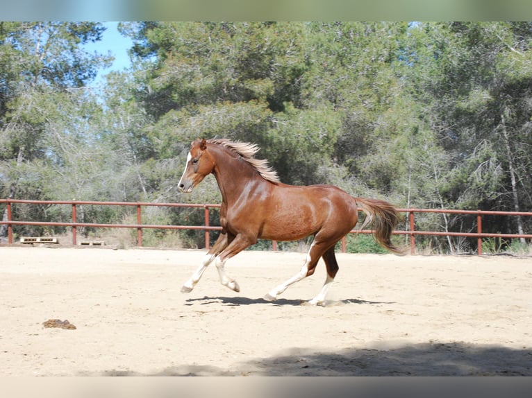 Galés-C Caballo castrado 8 años 138 cm Alazán rojizo in Vilaplana