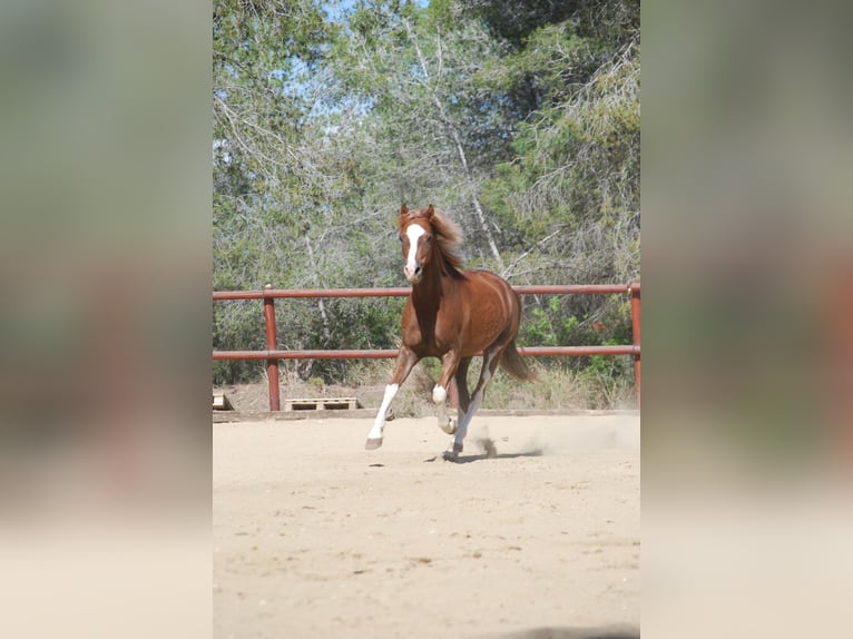 Galés-C Caballo castrado 8 años 138 cm Alazán rojizo in Vilaplana