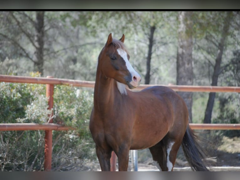 Galés-C Caballo castrado 8 años 138 cm Alazán rojizo in Vilaplana