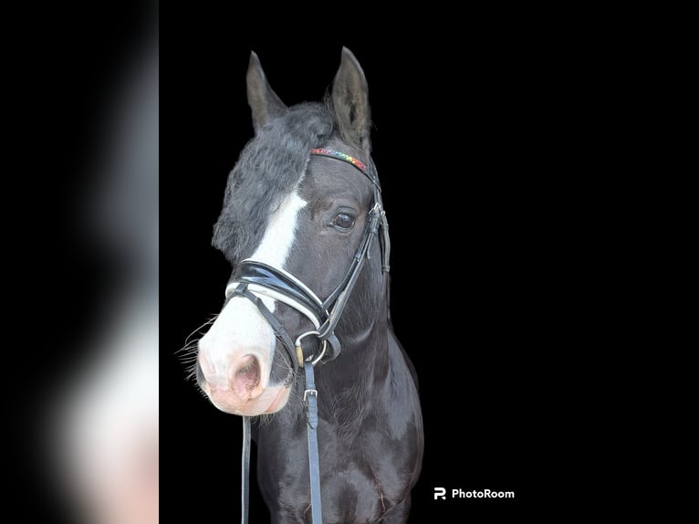 Galés-C Caballo castrado 8 años 138 cm Negro in Renningen