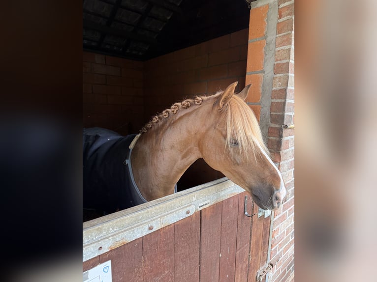 Galés-C Caballo castrado 9 años 137 cm Castaño rojizo in Walem