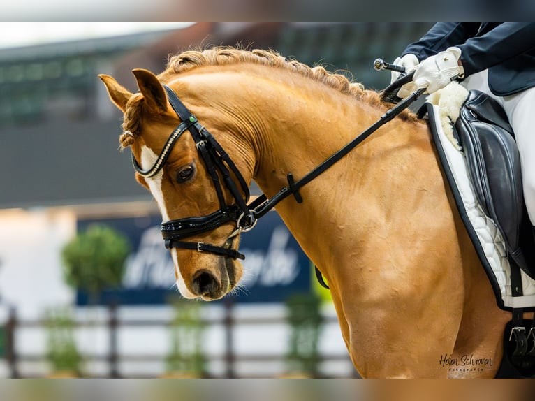 Galés-C Caballo castrado 9 años 137 cm Castaño rojizo in Walem