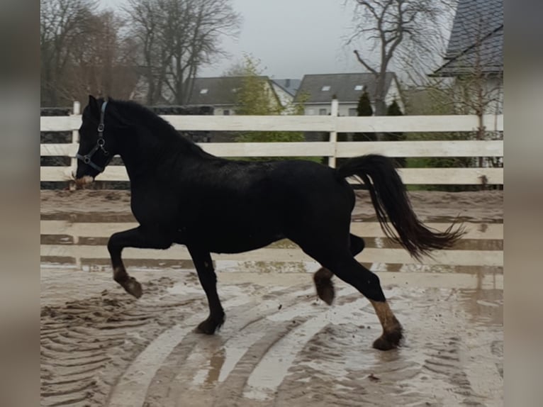 Galés-C Caballo castrado 9 años 137 cm Negro in Rheinböllen