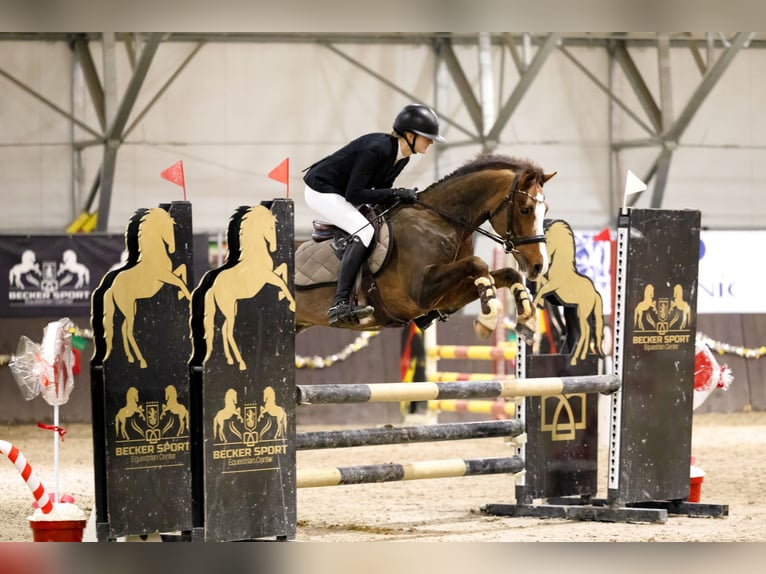 Galés-C Caballo castrado 9 años 141 cm Alazán-tostado in Podłęcze
