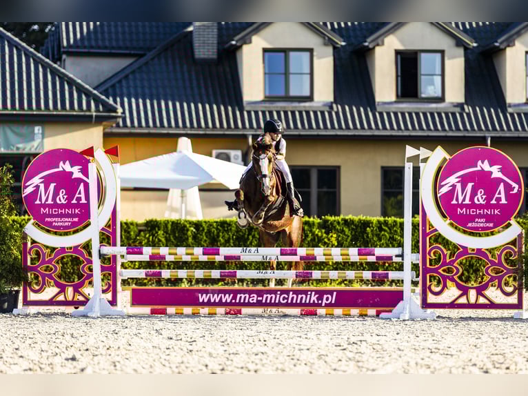 Galés-C Caballo castrado 9 años 141 cm Alazán-tostado in Podłęcze