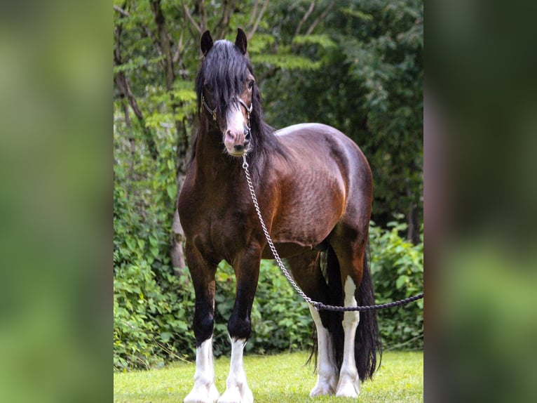 Galés-C Semental 18 años 134 cm Morcillo in Bad Feilnbach