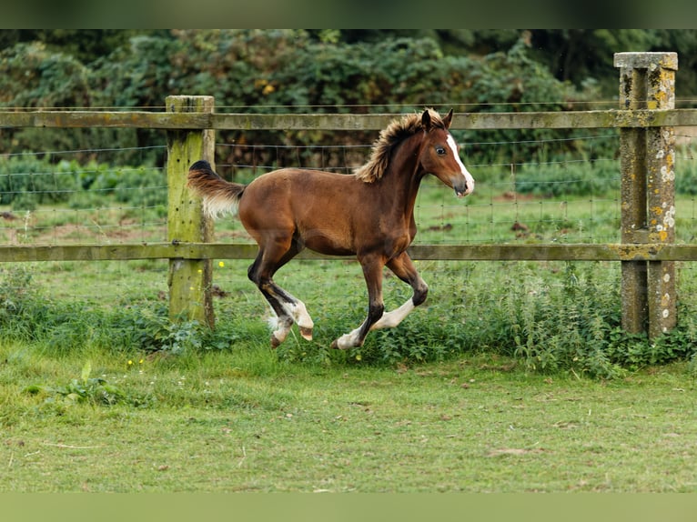 Galés-C Semental 1 año 135 cm Castaño in Meerbusch