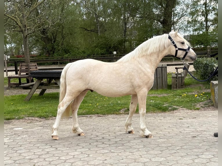 Galés-C Semental 2 años 127 cm Palomino in Hengelo (Gld)