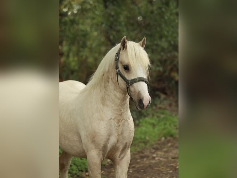 Galés-C Semental 2 años 130 cm Palomino in Aalten