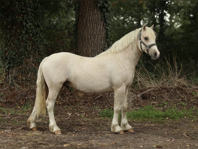 Galés-C Semental 2 años 130 cm Palomino in Aalten