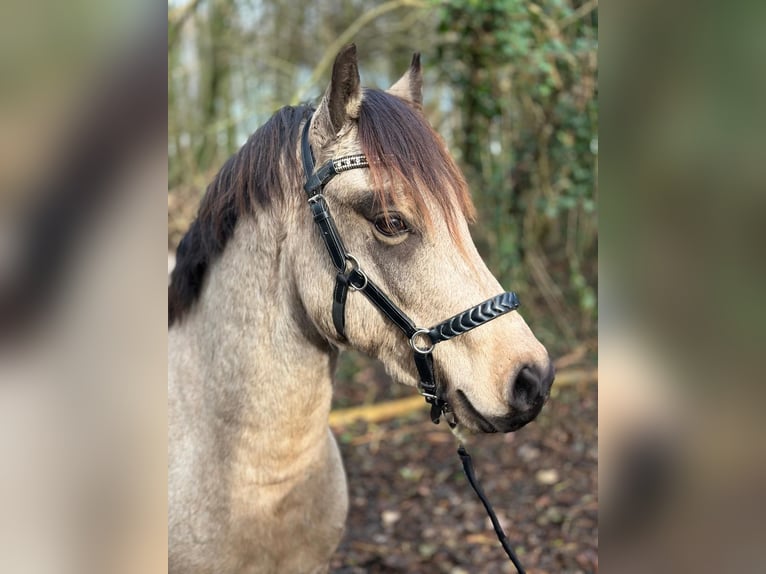 Galés-C Semental 3 años 134 cm Buckskin/Bayo in Oostvoorne