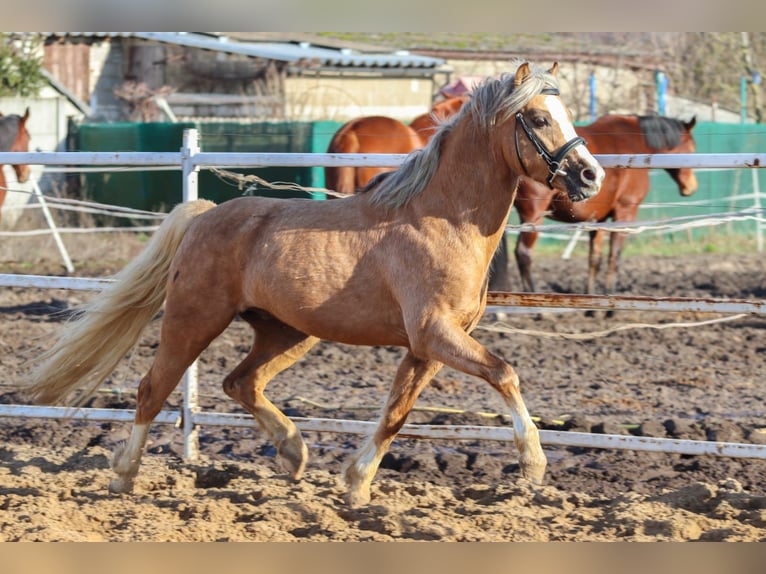 Galés-C Semental 5 años 132 cm Palomino in Wągrowiec