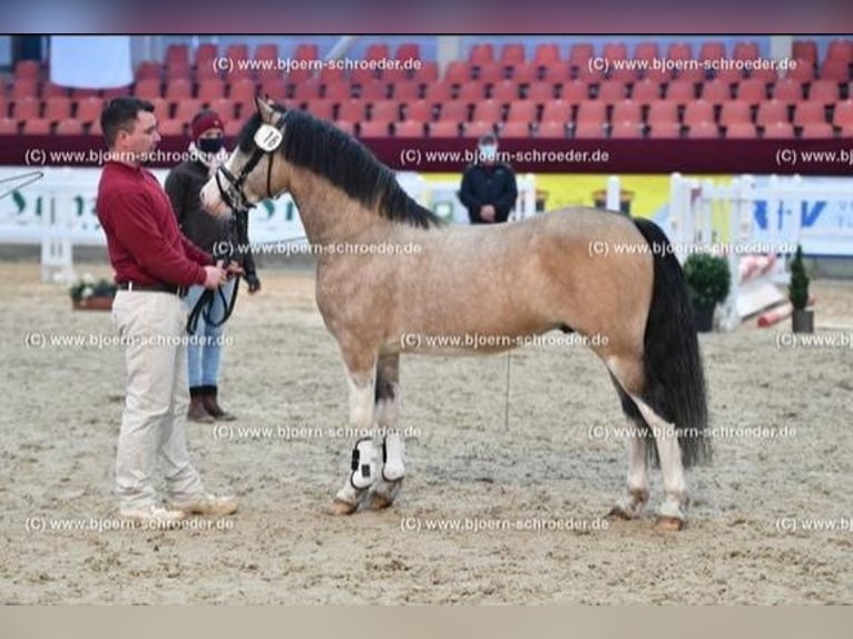 Galés-C Semental 8 años 132 cm Buckskin/Bayo in Oldsum auf Föhr