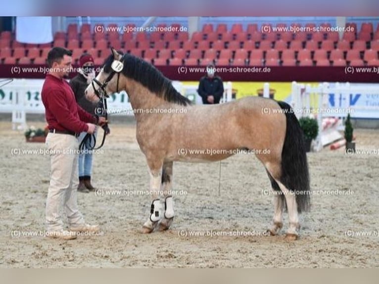 Galés-C Semental 8 años 132 cm Buckskin/Bayo in Oldsum auf Föhr