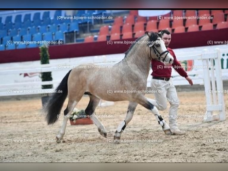 Galés-C Semental 8 años 132 cm Buckskin/Bayo in Oldsum auf Föhr