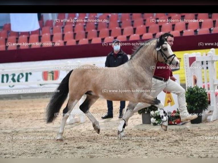 Galés-C Semental 8 años 132 cm Buckskin/Bayo in Oldsum auf Föhr