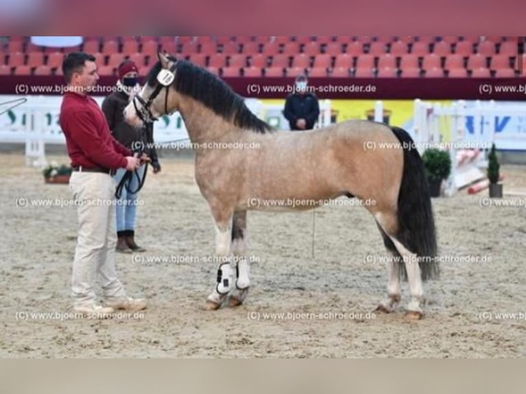 Galés-C Semental 8 años 132 cm Buckskin/Bayo in Oldsum auf Föhr