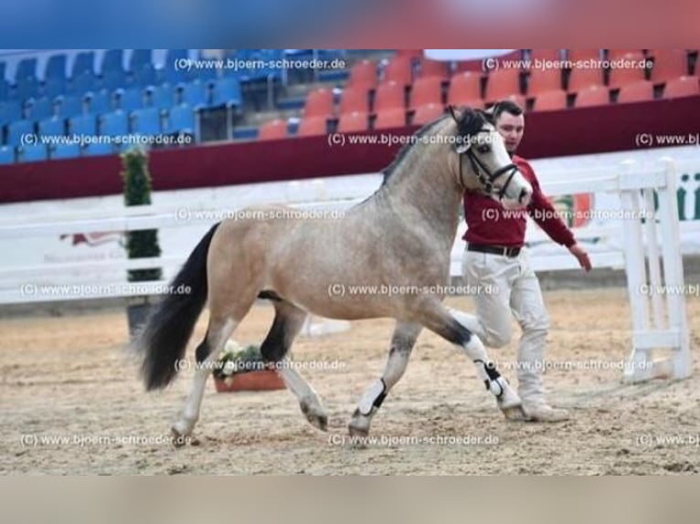 Galés-C Semental 8 años 132 cm Buckskin/Bayo in Oldsum auf Föhr