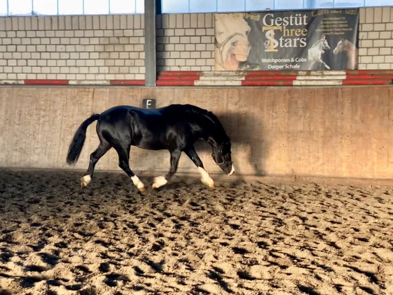 Galés-C Semental Negro in Meerbusch