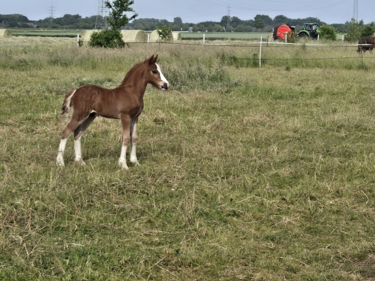 Galés-C Semental Potro (05/2026) 136 cm Alazán in Korschenbroich