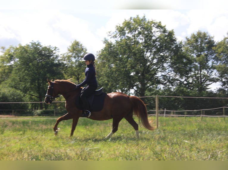 Galés-C Yegua 14 años 128 cm Alazán in Heerenveen