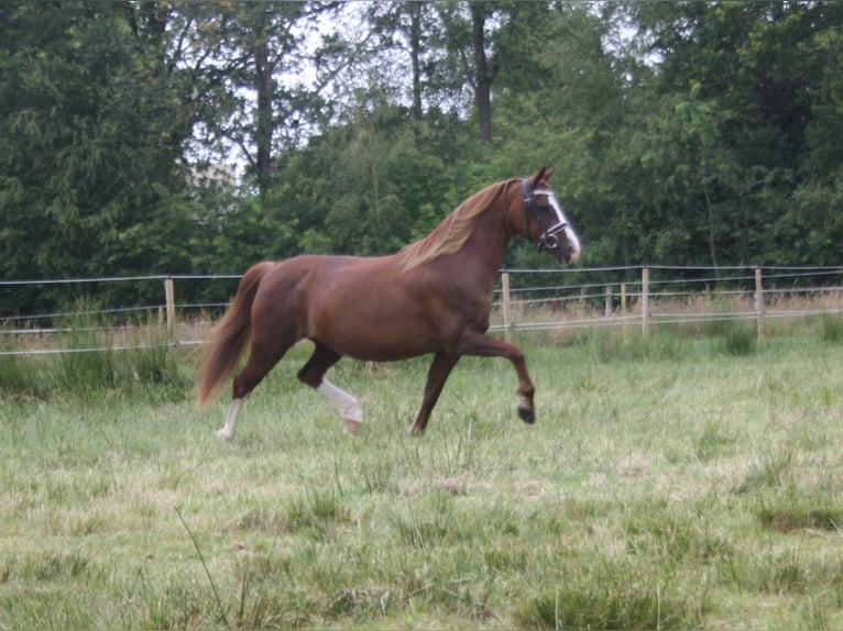 Galés-C Yegua 14 años 128 cm Alazán in Heerenveen