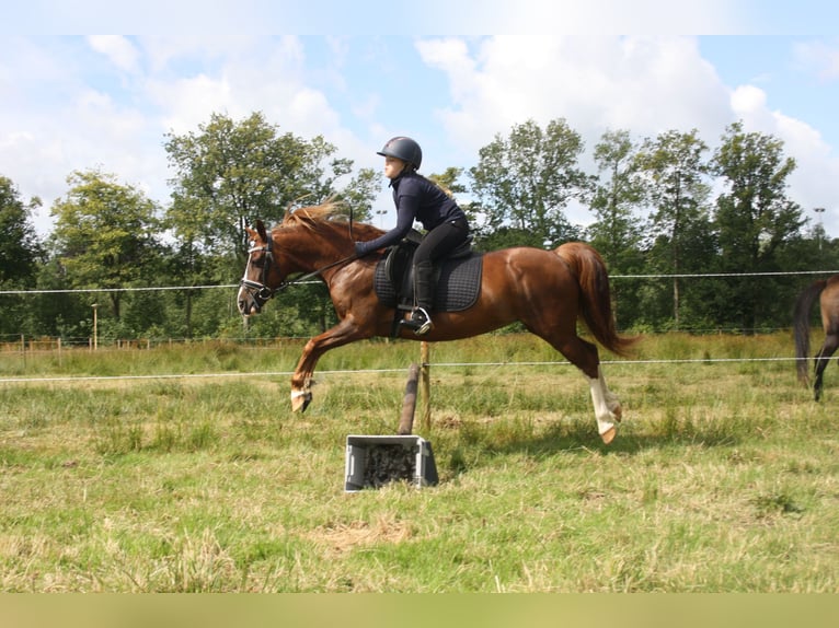 Galés-C Yegua 14 años 128 cm Alazán in Heerenveen