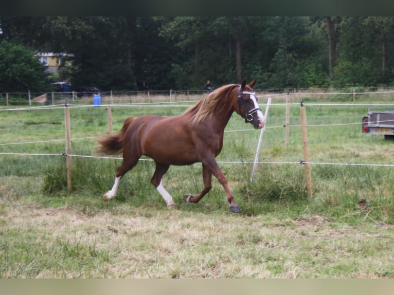 Galés-C Yegua 14 años 128 cm Alazán in Heerenveen