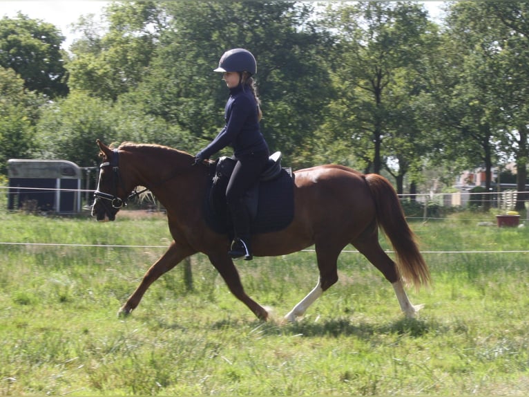 Galés-C Yegua 14 años 128 cm Alazán in Heerenveen