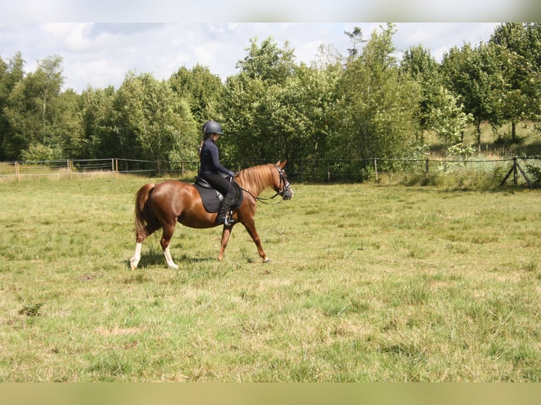 Galés-C Yegua 14 años 128 cm Alazán in Heerenveen