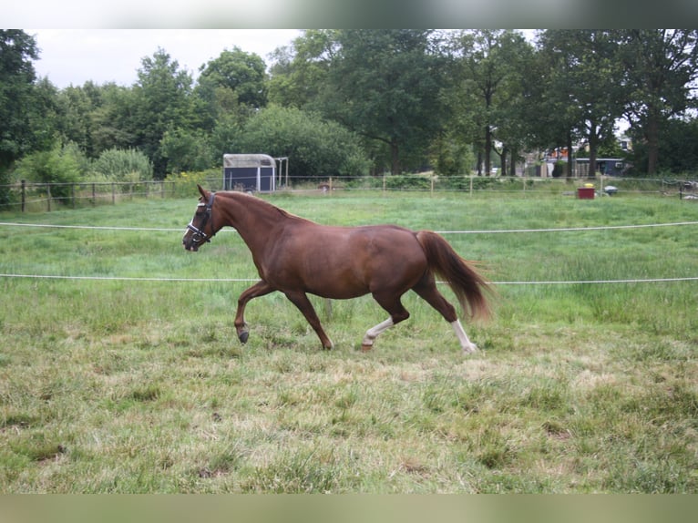 Galés-C Yegua 14 años 128 cm Alazán in Heerenveen