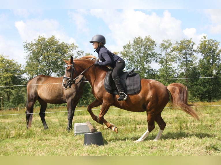 Galés-C Yegua 14 años 128 cm Alazán in Heerenveen