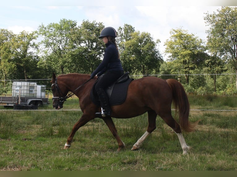 Galés-C Yegua 14 años 128 cm Alazán in Heerenveen