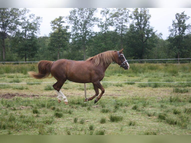 Galés-C Yegua 14 años 128 cm Alazán in Heerenveen