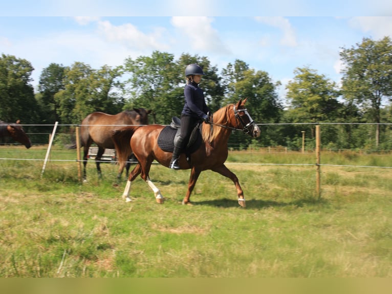 Galés-C Yegua 14 años 128 cm Alazán in Heerenveen