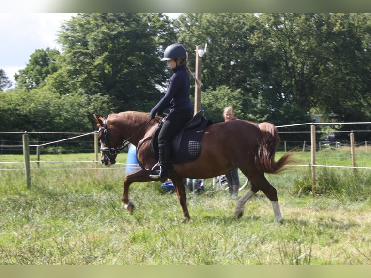 Galés-C Yegua 14 años 128 cm Alazán in Heerenveen