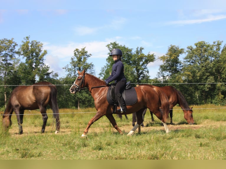 Galés-C Yegua 14 años 128 cm Alazán in Heerenveen