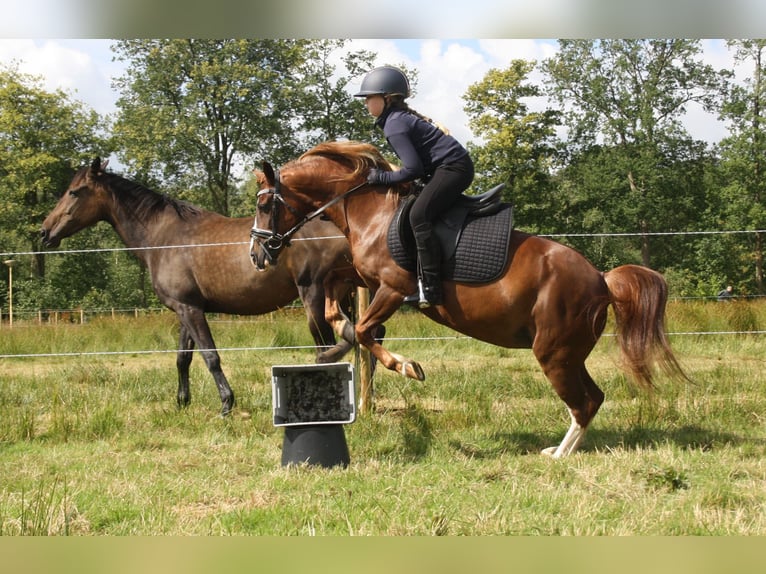 Galés-C Yegua 14 años 128 cm Alazán in Heerenveen